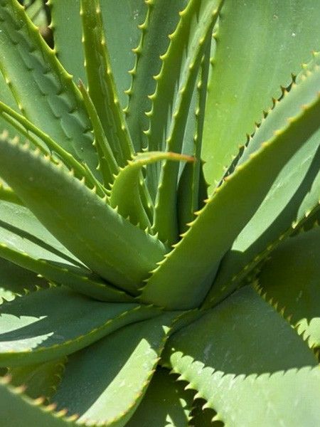 Aloe vera plant; aloe leaf juice is the base of The Night Cream