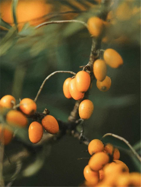Sea buckthorn berries, one of the extracts in the makeup remover